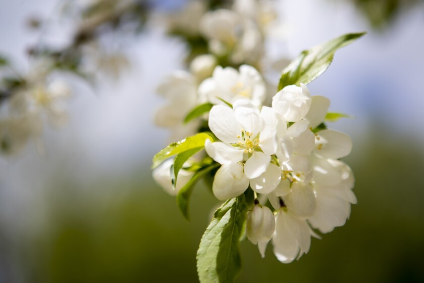 New blossoms on a New London tree soak up early-morning sunshine on Saturday, May 21, 2022.