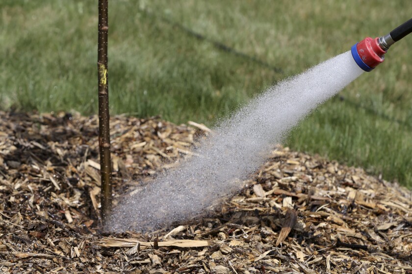 Watering and Irrigation Considerations for Wood Chip Mulch