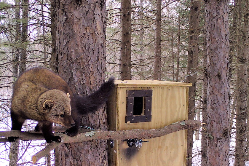 Den Box Northern Minnesota experiment attracted some fishers — and other ...