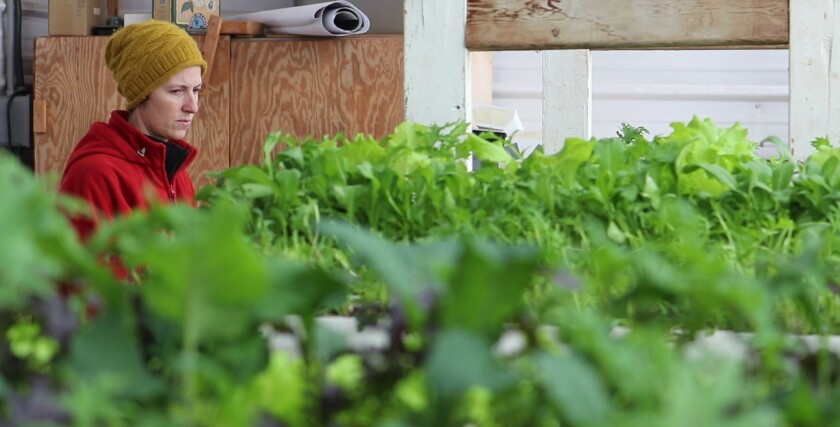 Freid greenhouse.jpg