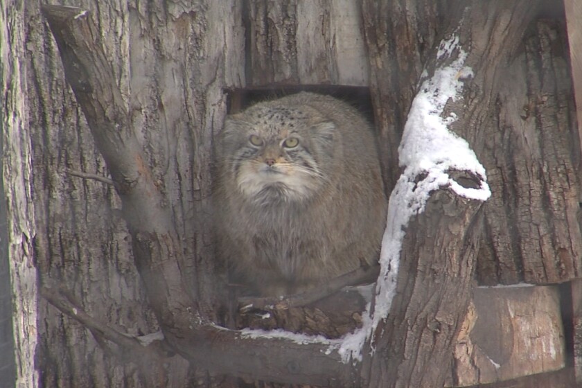 Spectacular Red River Zoo Animals Embrace April Snowfall Photo for Your Screen Spectacular Red River Zoo Animals Embrace April Snowfall Photo for Your Screen