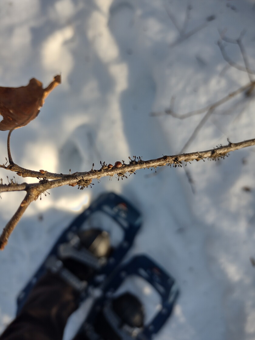 Natural Connections: 'The Last of Us' in real life - Superior Telegram ...