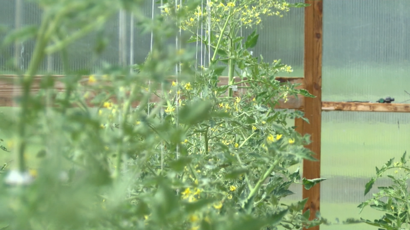 Tomatoes.png
