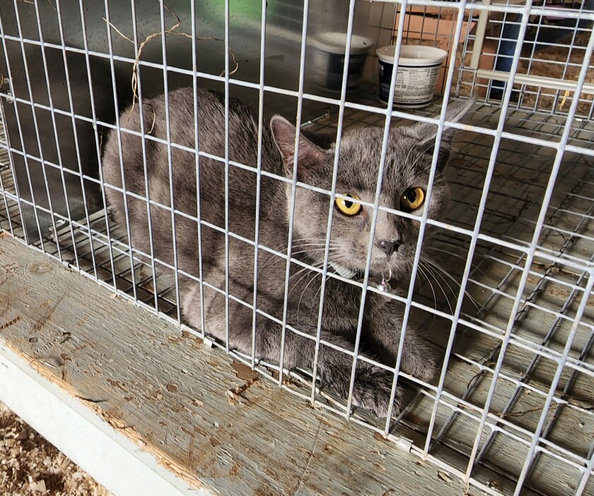 A soft gray cat with brilliant golden eyes waits for the Household Cat & Kitten Show to begin on Wednesday, Aug. 10, 2022, at the Jesse Oleson Pavilion during the Cottonwood County Fair.
