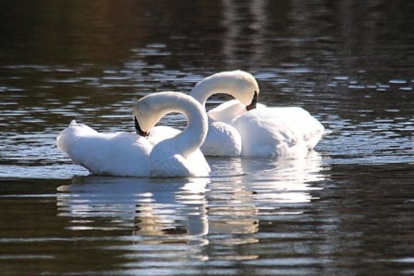 49883+0316-swans-couple.jpg