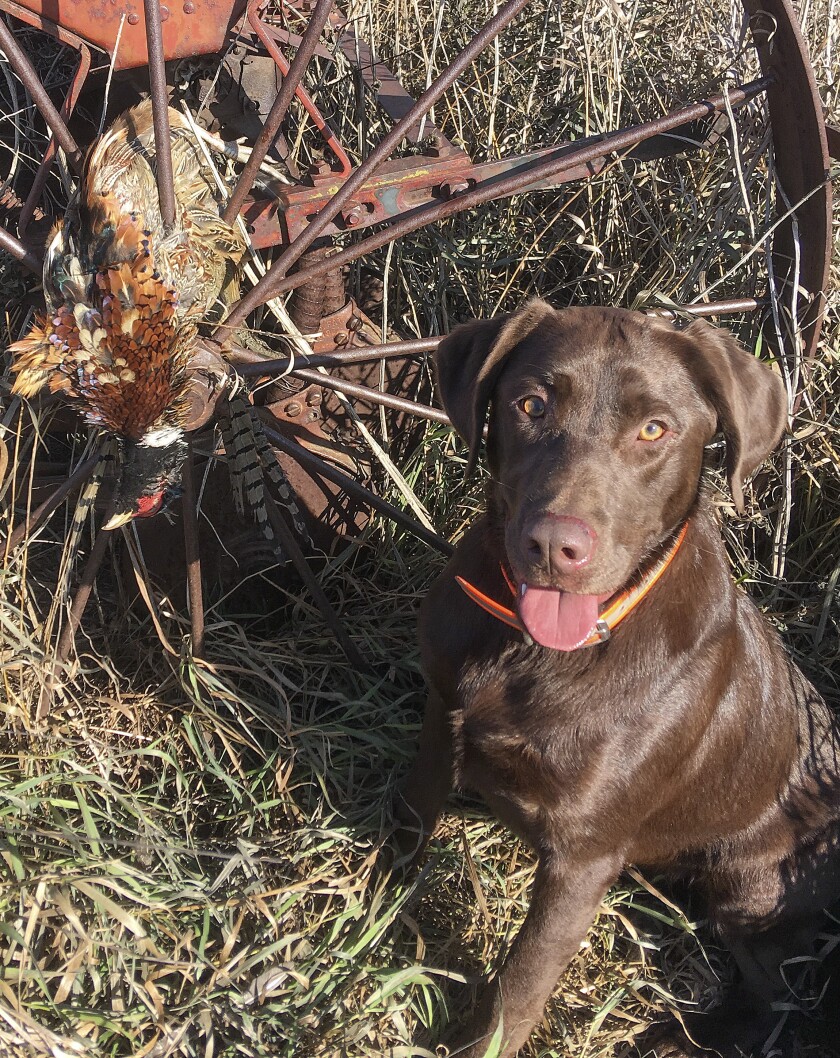 labrador retriever with pheasant