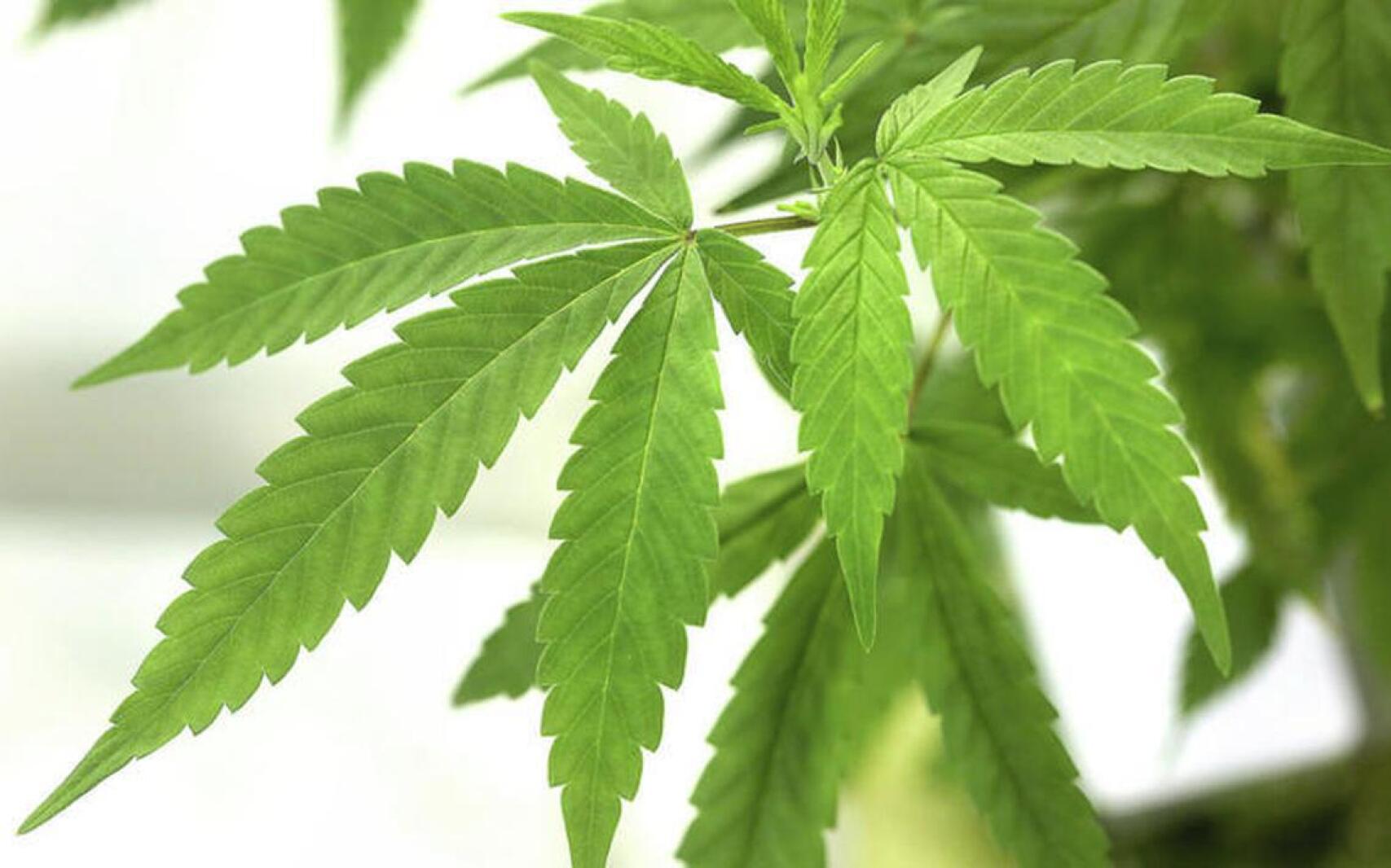 Olmsted County looks at zoning changes ahead of cannabis business development – Post Bulletin Olmsted County looks at zoning changes ahead of cannabis business development – Post Bulletin