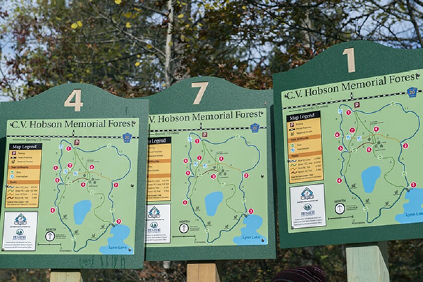 Forest1.jpg