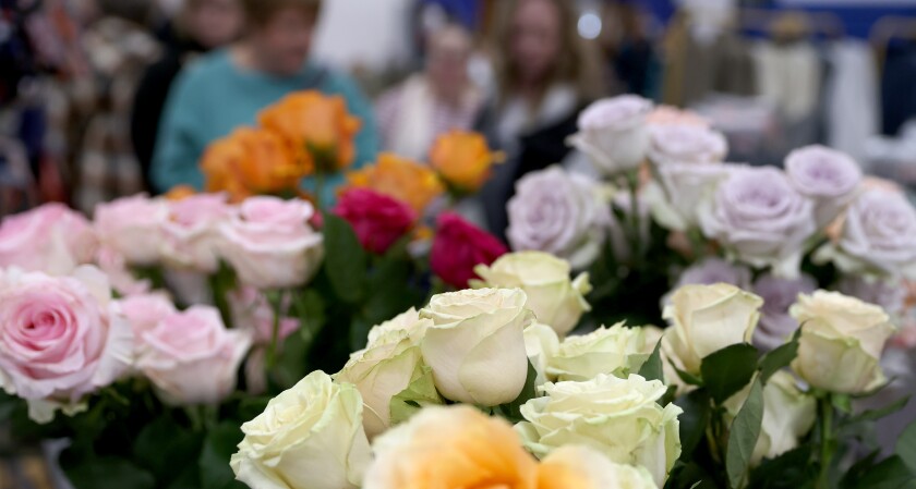 Pretty roses
