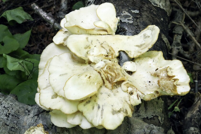 Mushrooms.