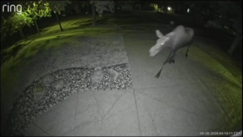09283702_mooseVO.mp4.Still001.jpg