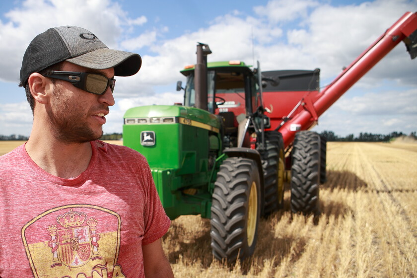 North Dakota, Minnesota farmers seeing varied wheat yields, higher ...