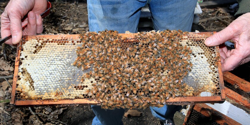 Harold Dale of Stoddard, Wis., holds a honeycomb covered in bees