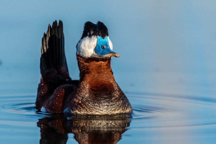 Owens_RuddyDuck.jpg