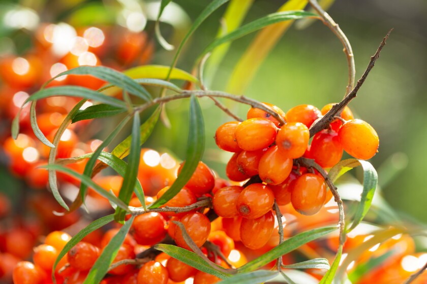 Sea buckthorn berries and thorns.