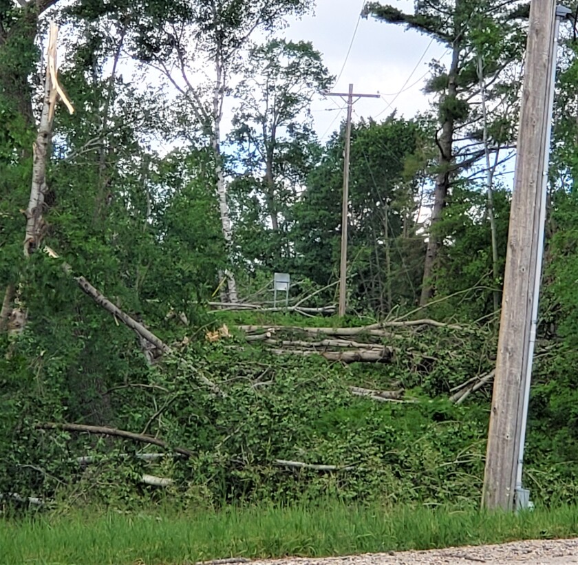 trees down.jpg