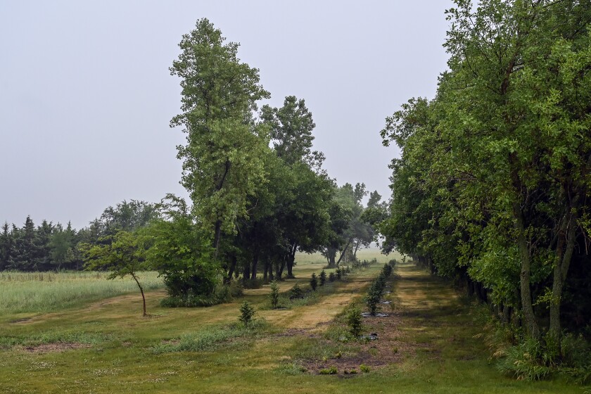 071021.N.DR.SHELTERBELT5.jpg