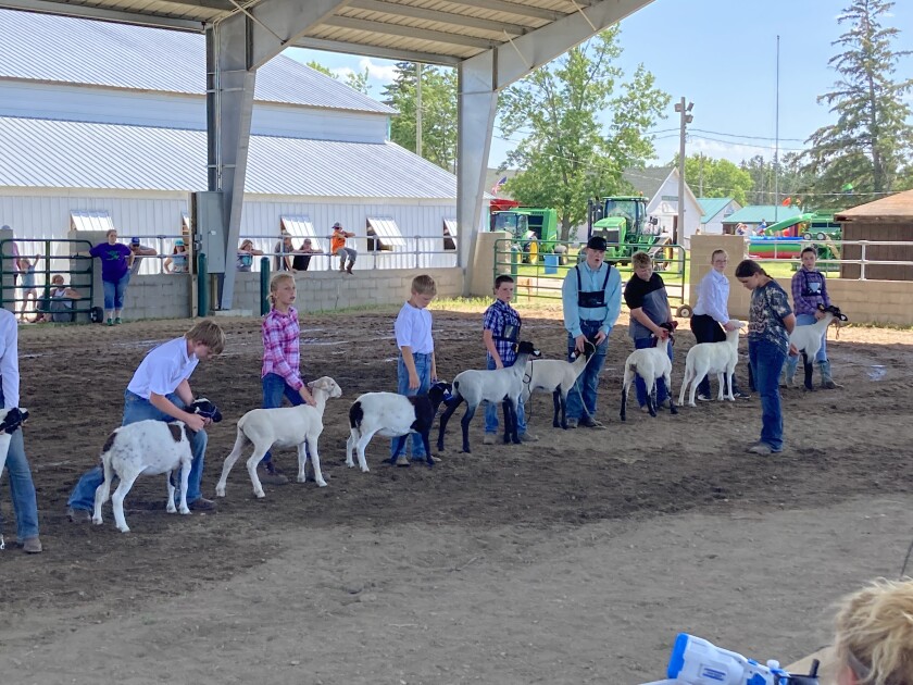 Sheep Show.jpg