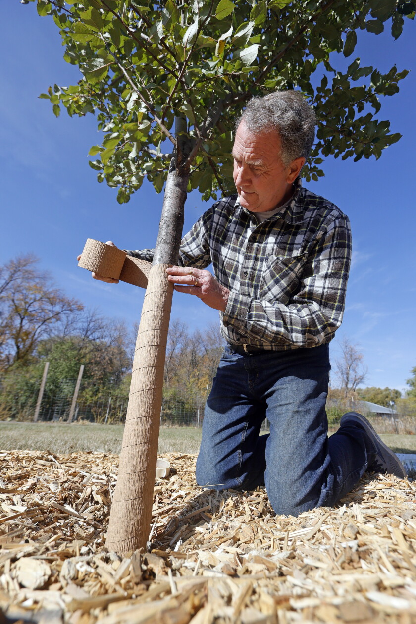 Wrapping Around Tree Wrapping trees in fall can be lifesaving - InForum | Fargo, Moorhead ...