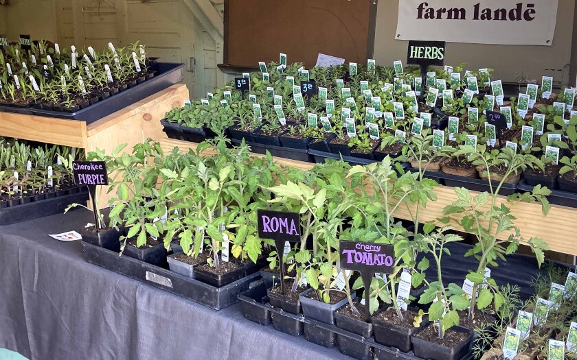 plants and vegetables at the Duluth Farmers Market