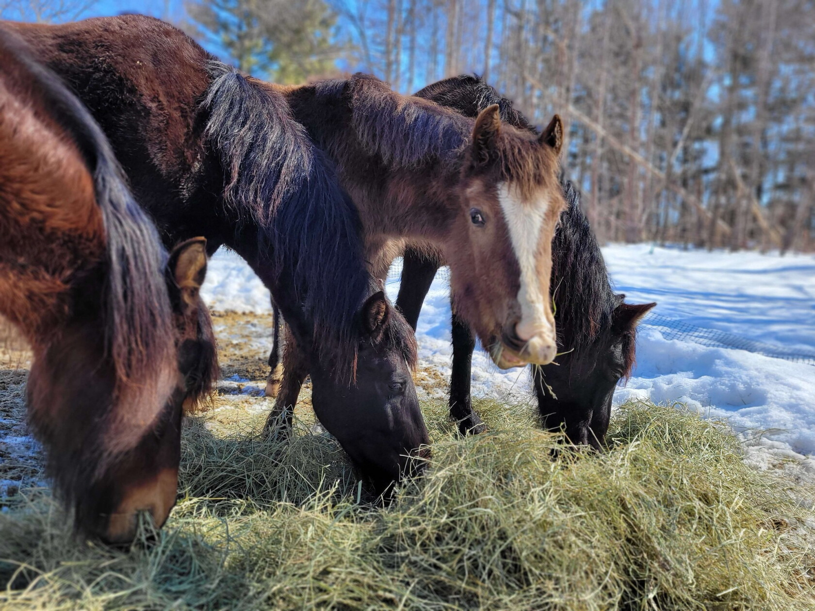 From the brink of extinction, Ojibwe horses visit Whitewater State Park ...
