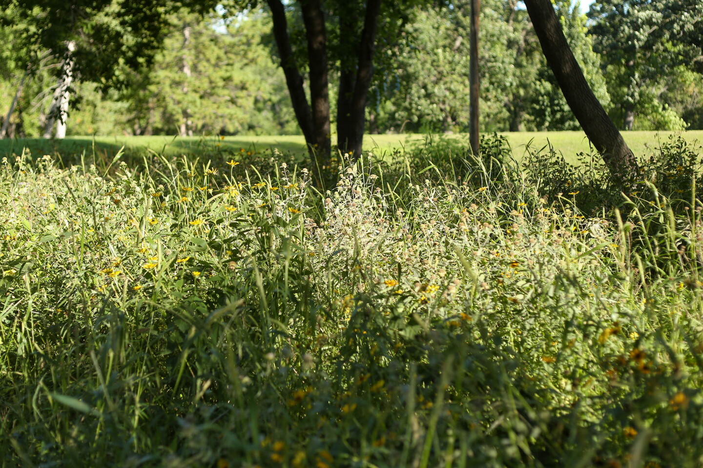 Prairie garden growing strong after city leaders revoked order to ...
