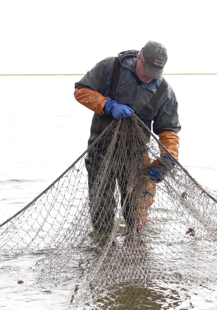 120221 N DG Carp seining crew Lake Okabena S2.jpg