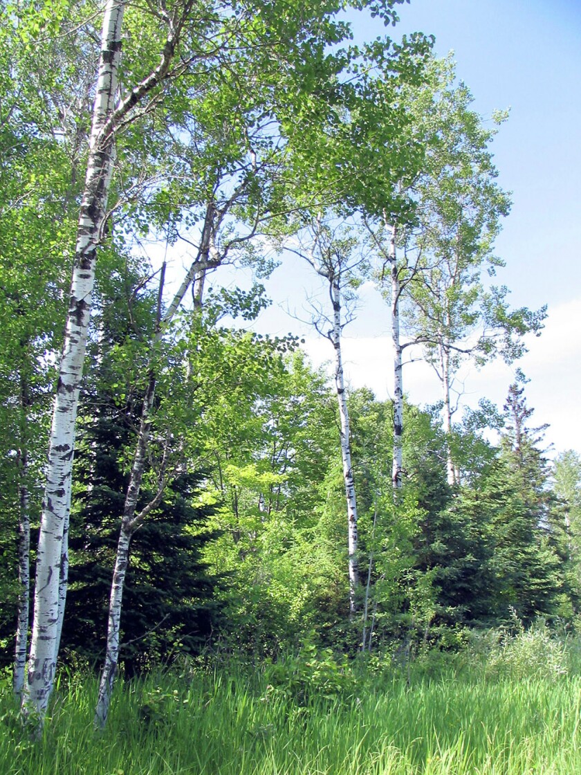 2962988+04jul07_283.jpg