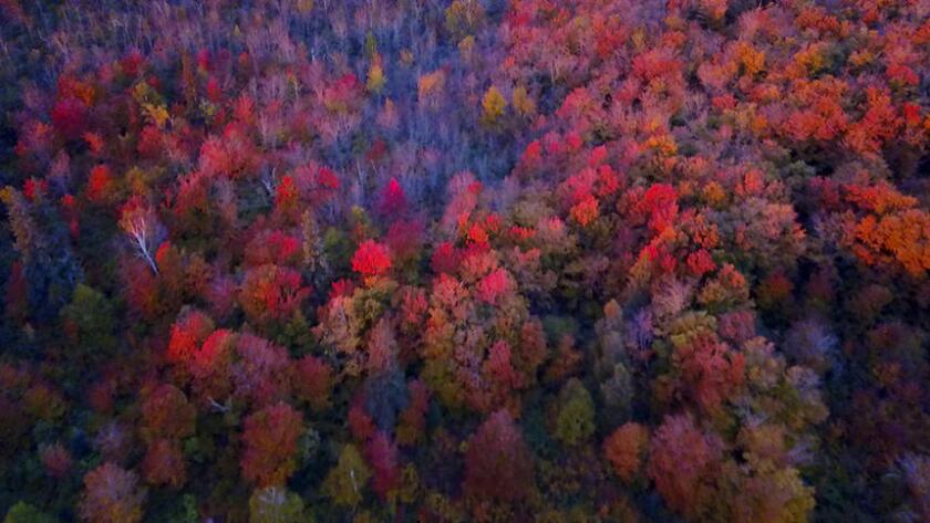 3906908+leaves 1 (1).jpg