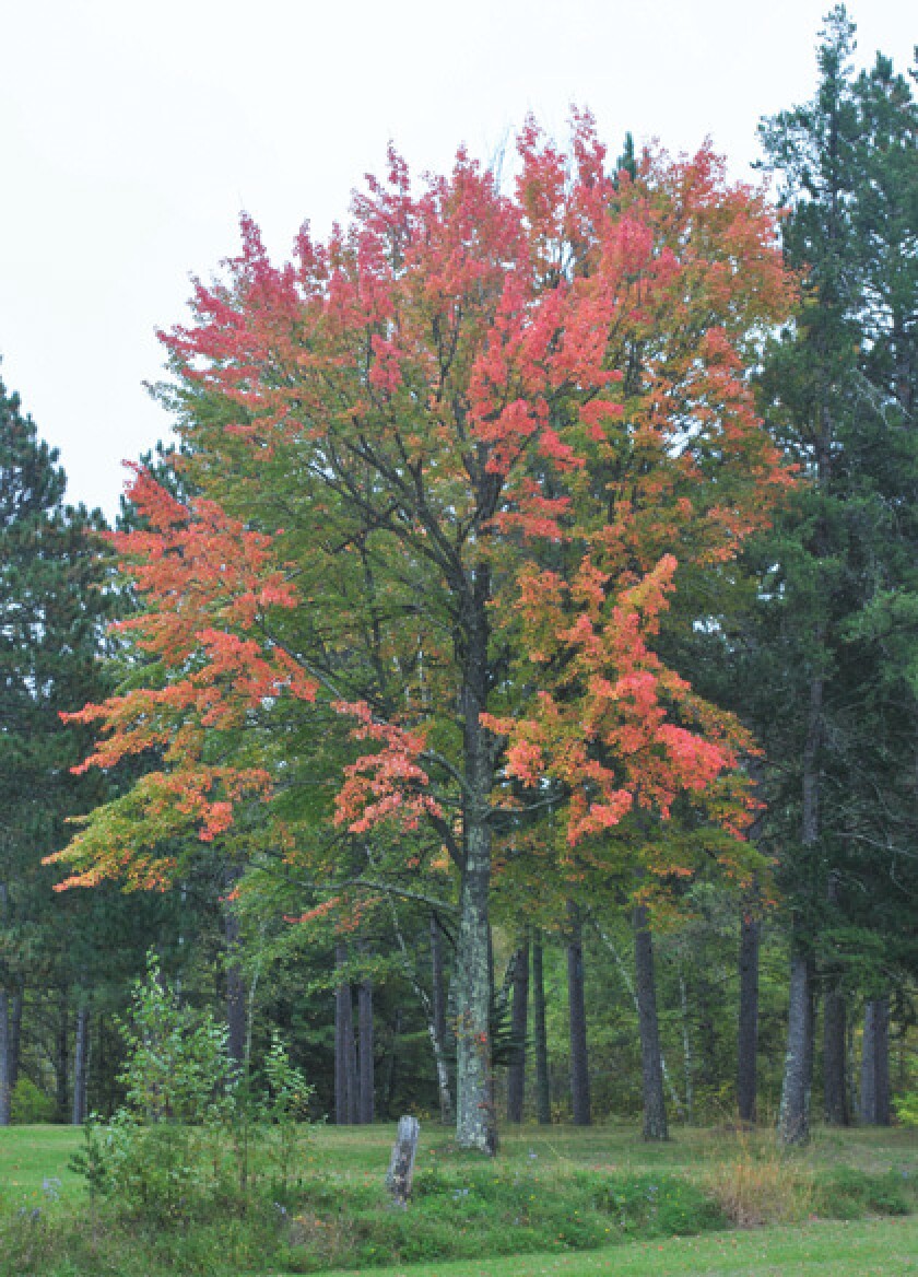 Show its Colors
