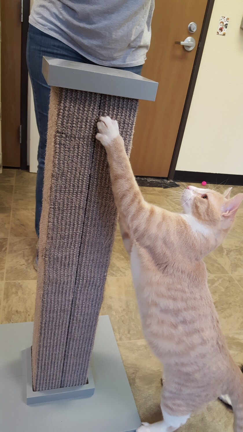 072621.B.FF.DECLAWING006.jpg