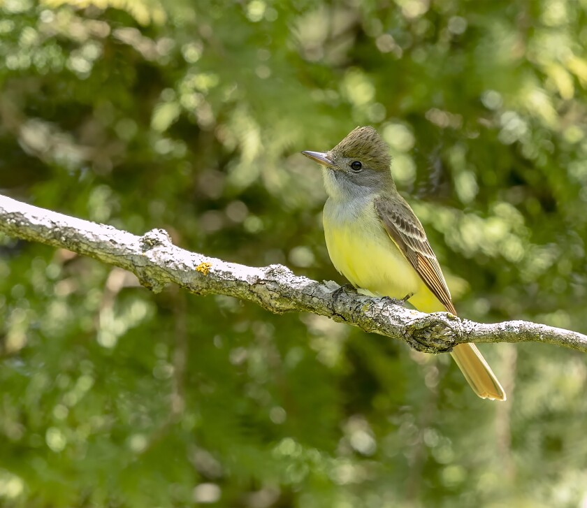 060620.O.PRE.CrestedFlycatcher.jpg
