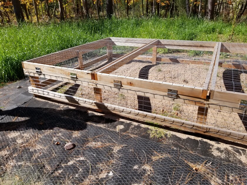 wood turtle nest protection cage