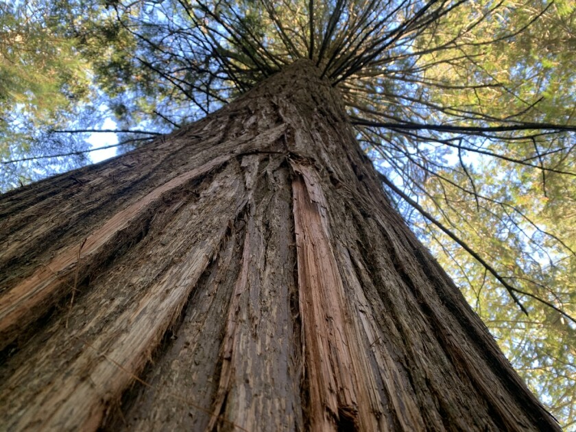 Tree.jpeg