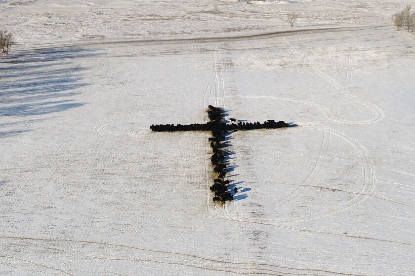 cattle and cross