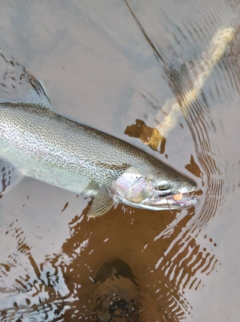 Resized_Brule River trout 2022