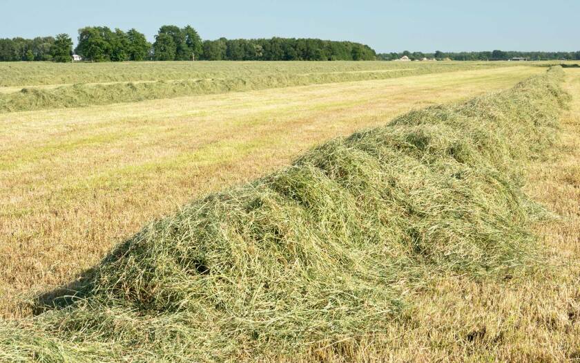 021222-last-windrow-hay-windrow-shutterstock.jpg