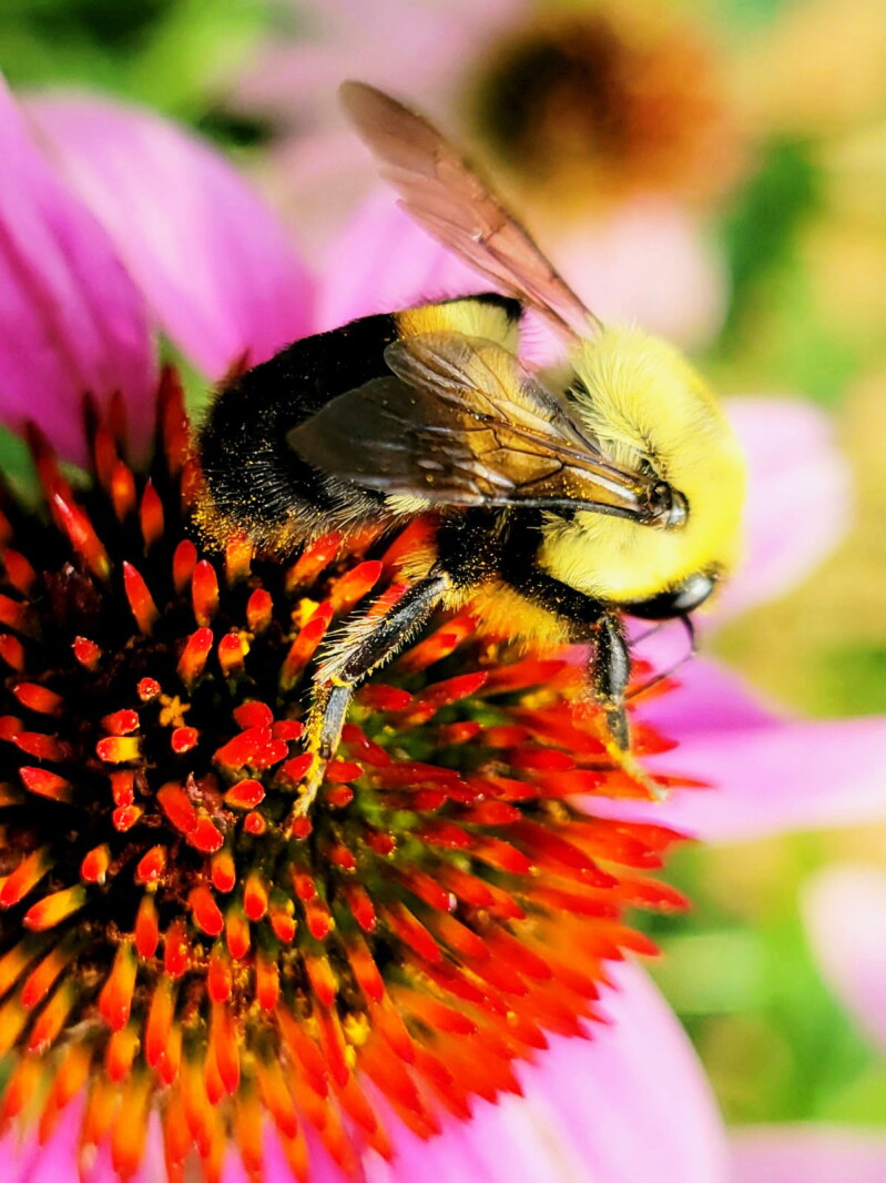 Trott column: Reducing pesticide use is critical to protect pollinators ...