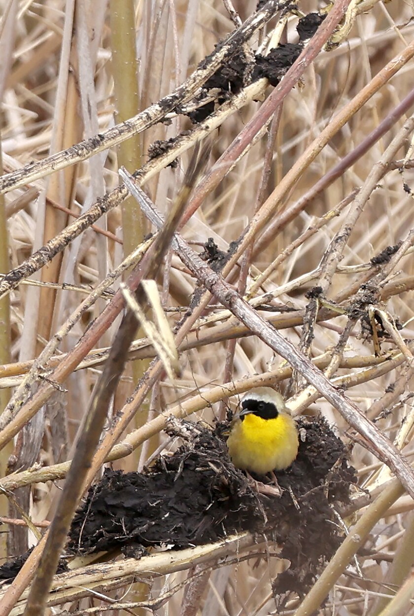 A Common Yellowthroat sits on a clump of mud left after the removal of the old viewing awning in the Worthington Waterfowl Production Area.