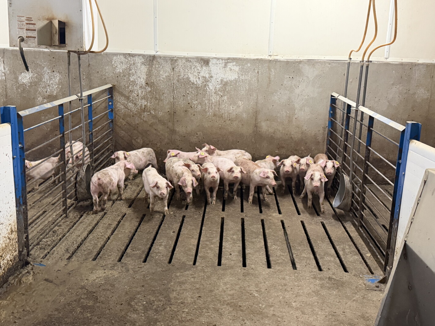 How does animal health impact the export markets?