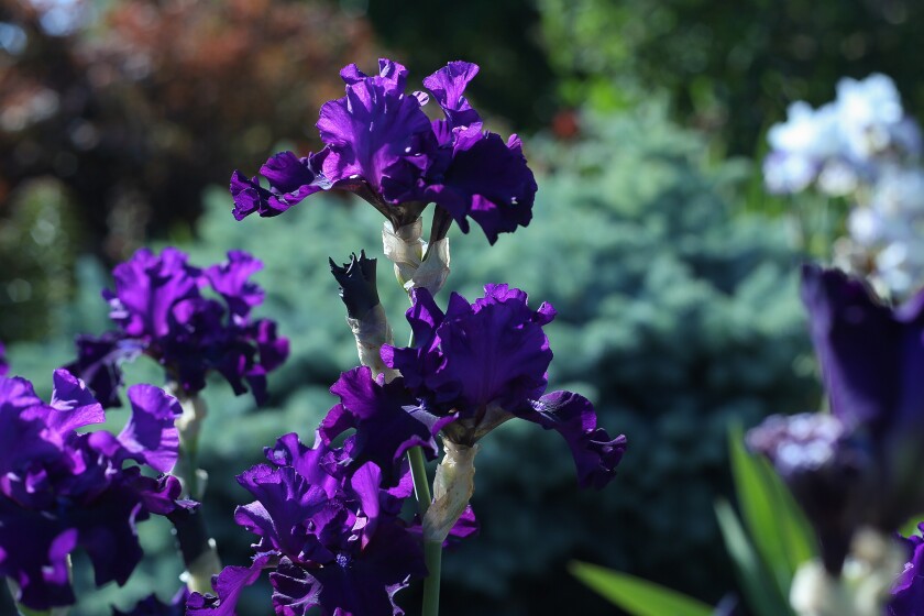Iris-purple.jpg