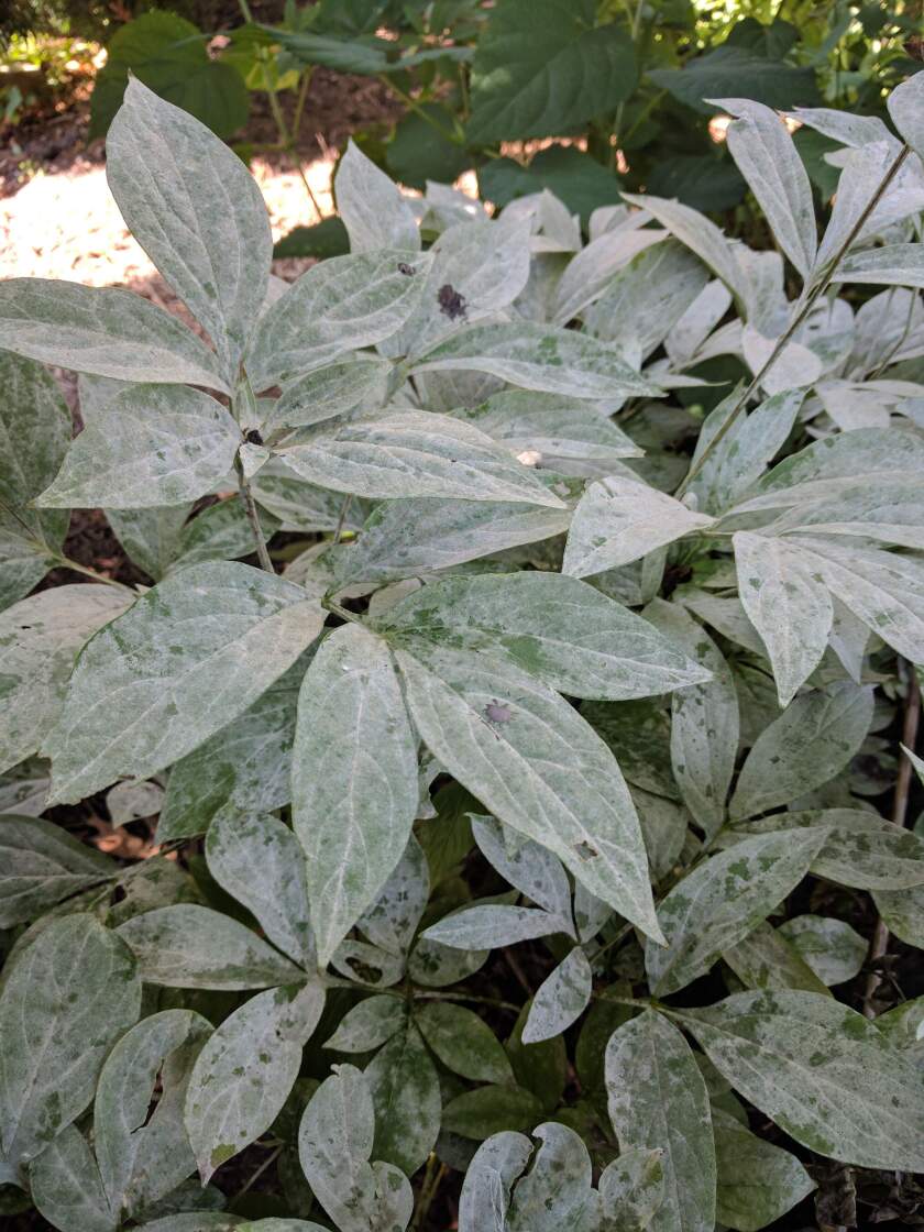 Powdery mildew is a disease that causes a grayish-white coating on the foliage of peonies, lilacs, zinnias, roses, vine crops and many other plants. Submitted photo