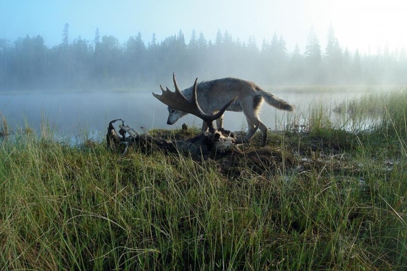Isle Royale wolves getting too much people food - Duluth News Tribune ...
