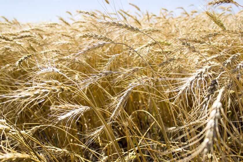 Study: Rising CO2 levels could affect wheat - Agweek | #1 source