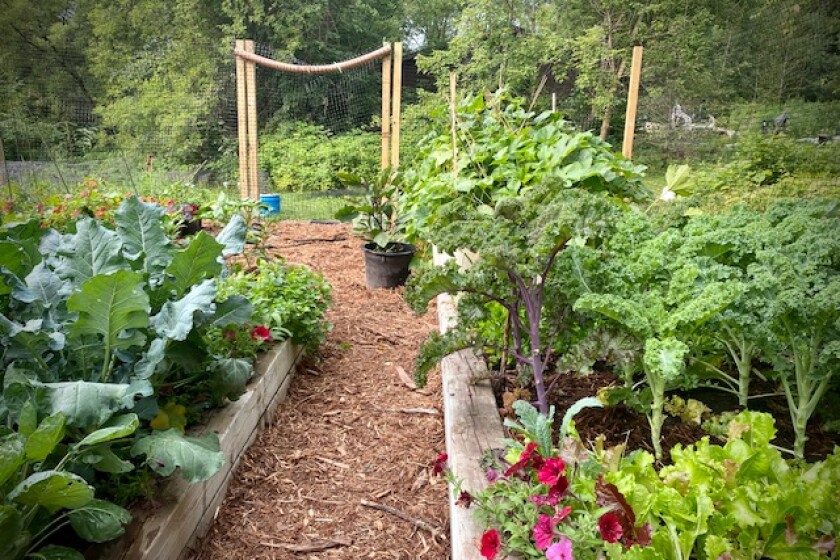 Vegetable garden