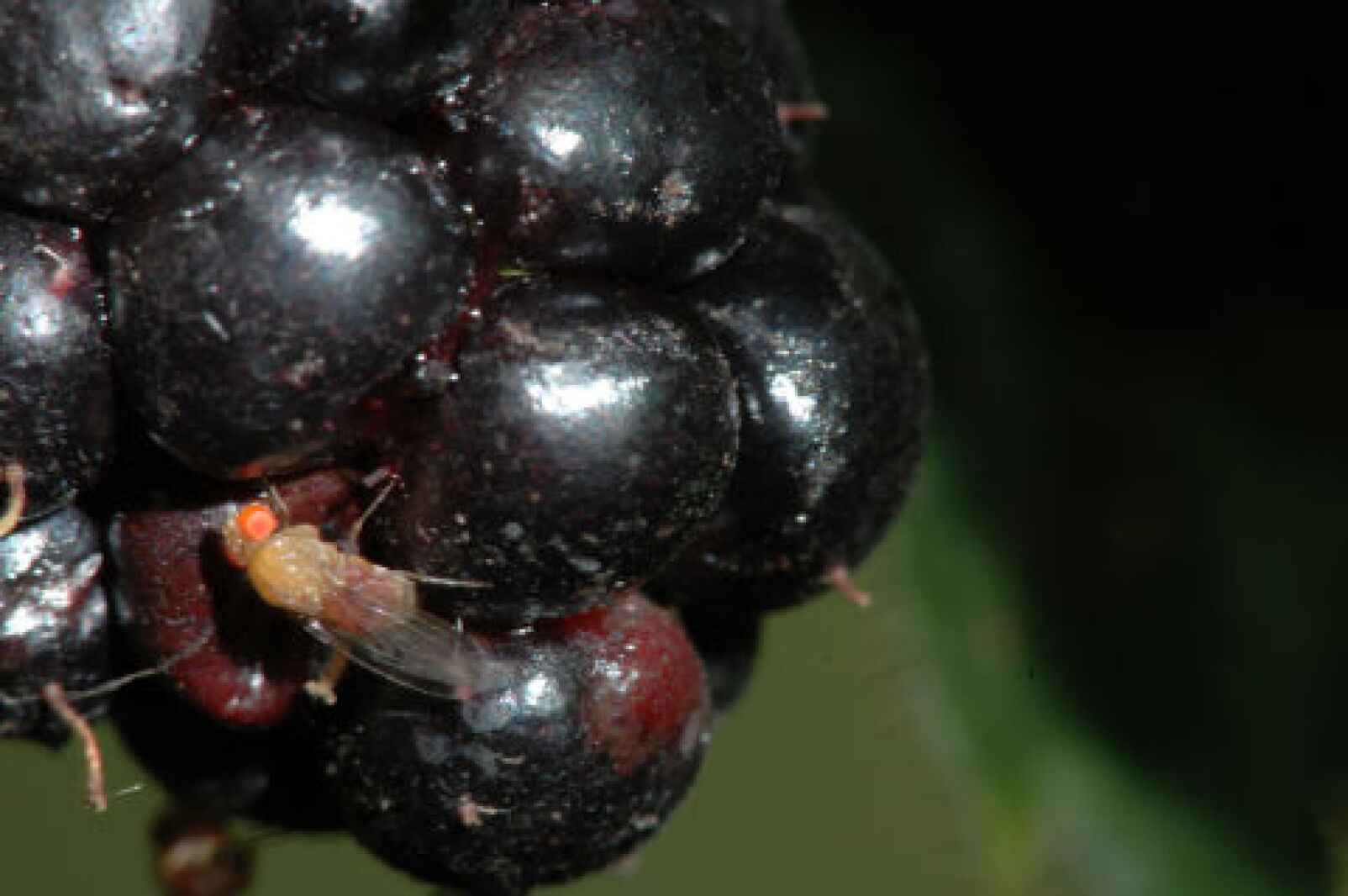Insect Infesting Raspberry Ask a Master Gardener: New pest damaging raspberry crops