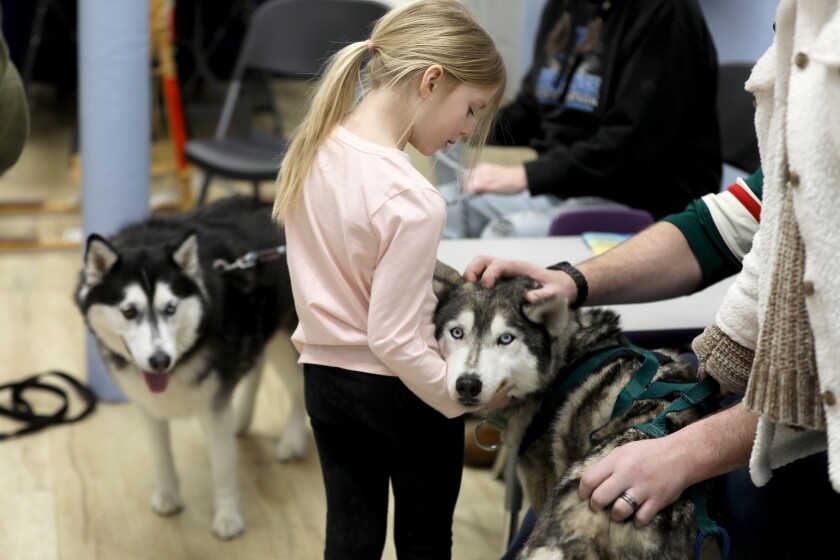 A young girl petting a dog while another dog waits to be petted.