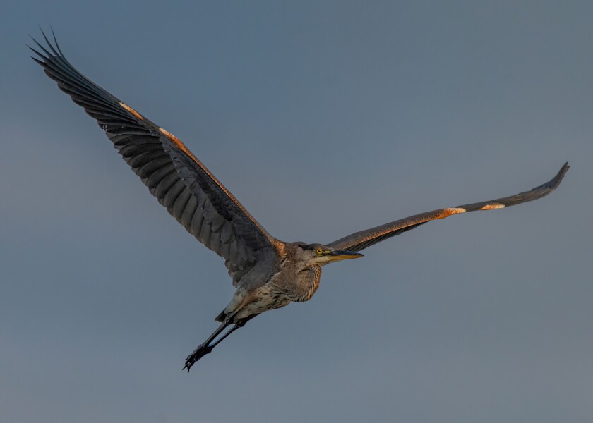 Owens_Heron.jpg