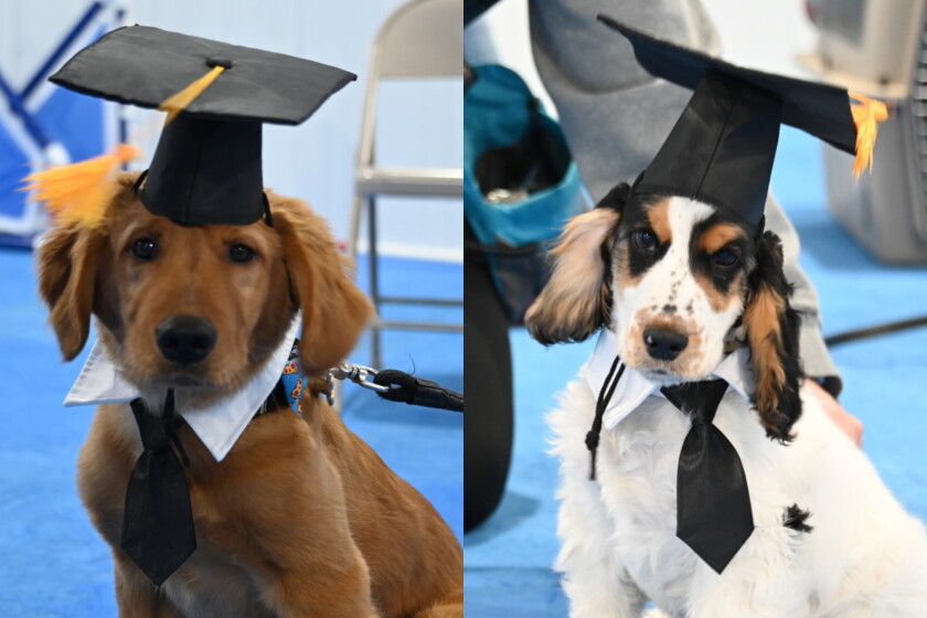 Canine Connection New nonprofit strengthens connection between owners, canines - Brainerd ...