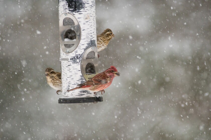 two brown spotted birds and one pink and brown bird sit on birch bark feeder as snow falls